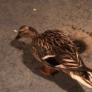 Meet your Posher, Francisco